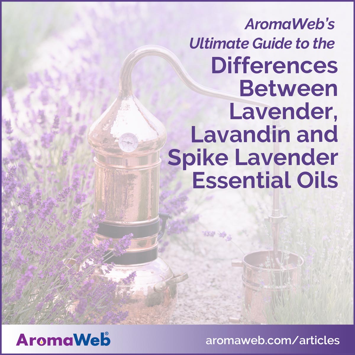Copper still and lavender field