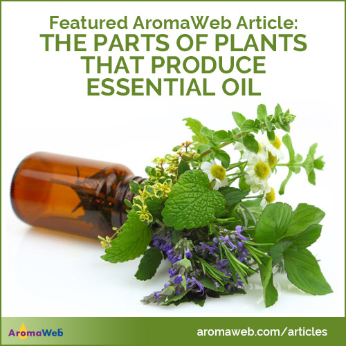 The Parts of Plants That Produce Essential Oils