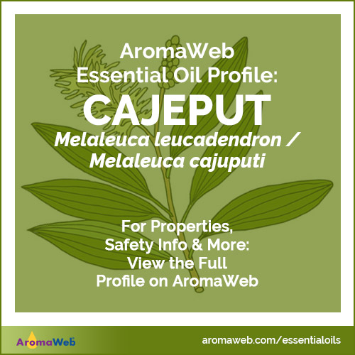 Cajeput Essential Oil Profile