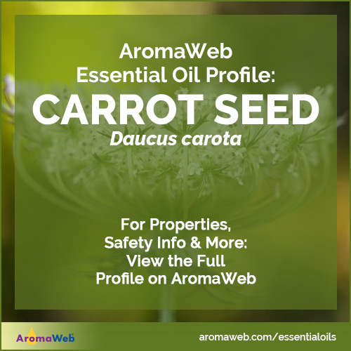 Carrot Seed Essential Oil: Perks of Its Personality & Characteristics