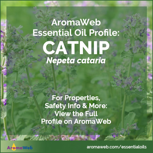 Catnip Essential Oil Profile