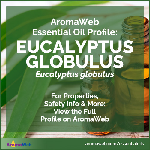 Eucalyptus Globulus or Globulous Essential Oil - Born to Bio