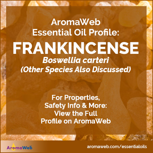 Photo of frankincense resin tears with text that says AromaWeb Essential Oil Profile: Frankincense