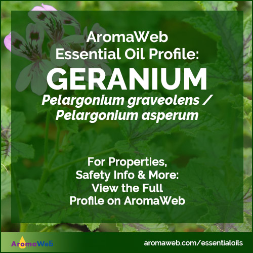 Geranium Essential Oil Profile