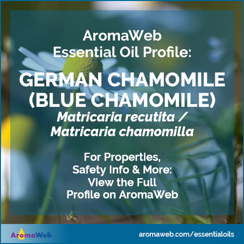 German Chamomile Essential Oil Profile