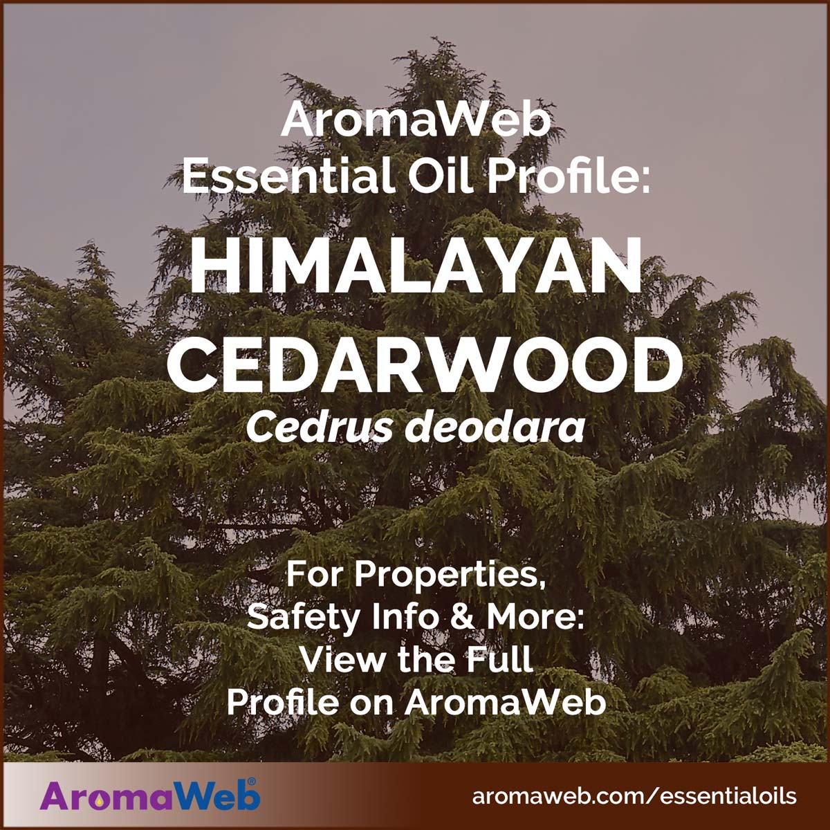Himalayan Cedarwood Tree