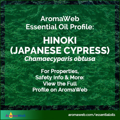 Hinoki Essential Oil Profile