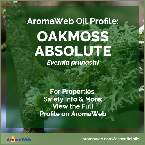 Oakmoss Absolute 5ml Blended with Jojoba Oil Evernia prunastri האואקמוס  Extremely Rare ISRAEL - Aytz Chayim Aromatherapy