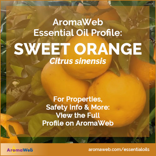 Photo of oranges hanging from a tree with text that asays AromaWeb Essential Oil Profile: Sweet Orange