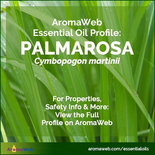 Palmarosa Essential Oil Profile