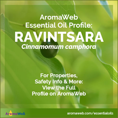 Ravintsara Essential Oil Profile
