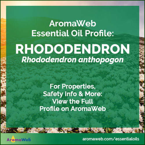 Rhododendron Essential Oil Profile