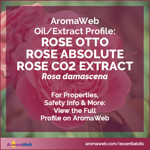 Photo of roses with text that says AromaWeb Rose Otto and Rose Absolute Profile