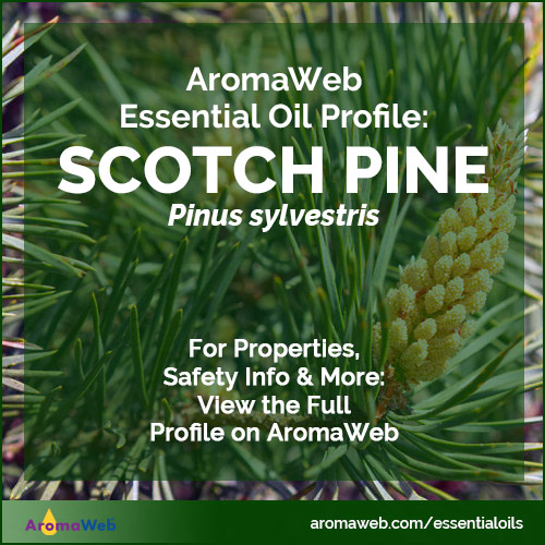 Scotch Pine Essential Oil Profile