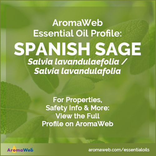Spanish Sage Essential Oil Profile