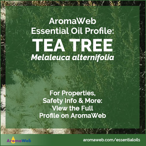 Tea Tree Essential Oil Profile