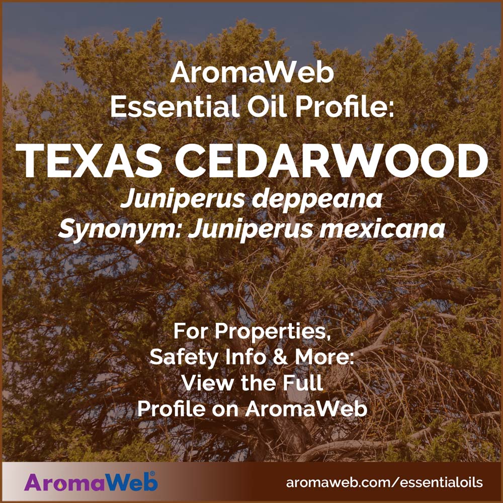 Texas Cedarwood Tree
