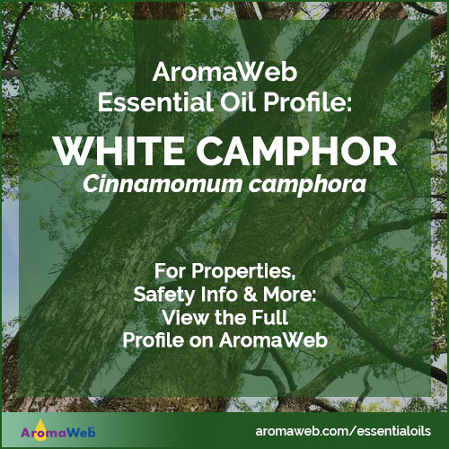 White Camphor Essential Oil Profile